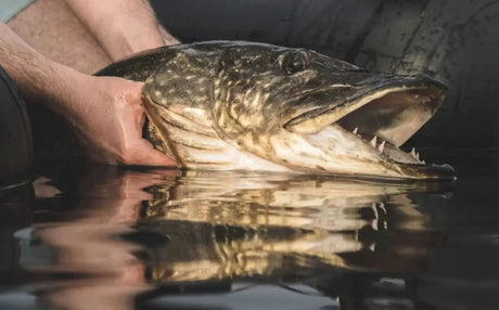 Für den Herbstbeginn Petri Heil 🔥