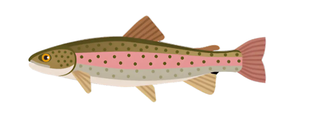 Zielfisch Label Forellen Label