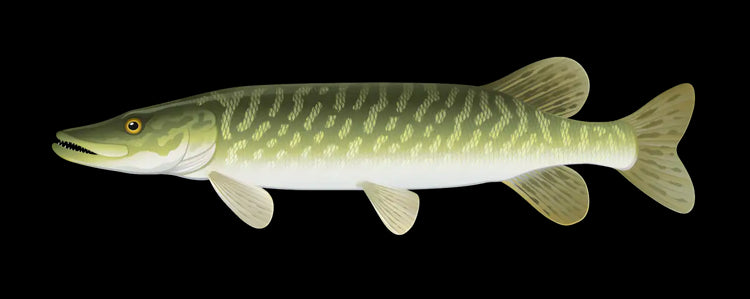 Zielfisch Label Hecht Label