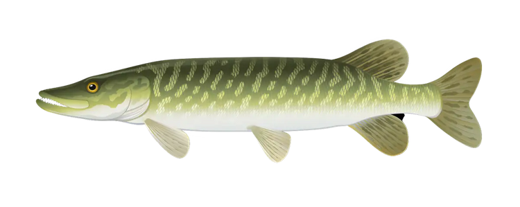 Zielfisch Label - Hecht-Label