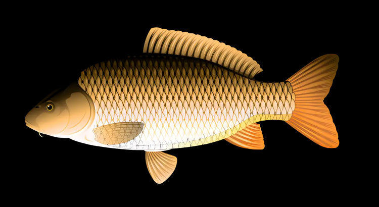 Zielfisch Label Karpfen Label