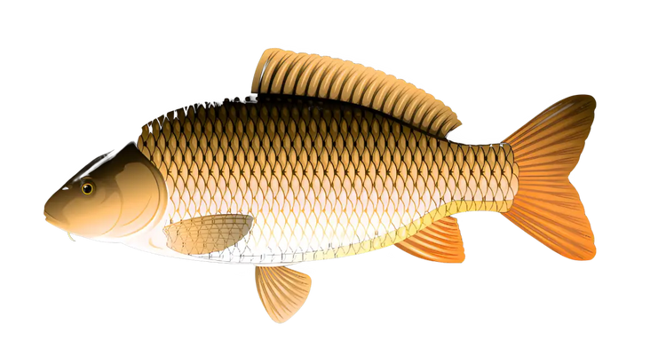 Zielfisch Label - Karpfen-Label