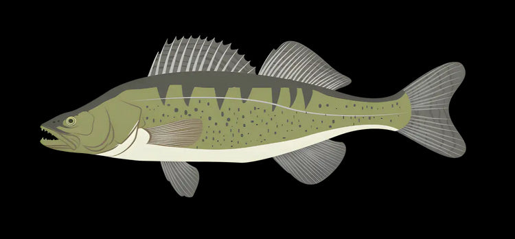 Zielfisch Label Zander Label