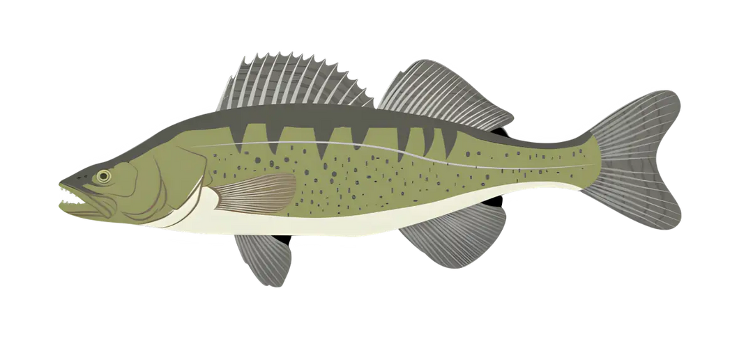 Zielfisch Label Zander Label