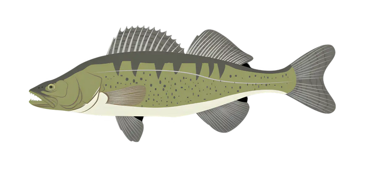 Zielfisch Label - Zander-Label